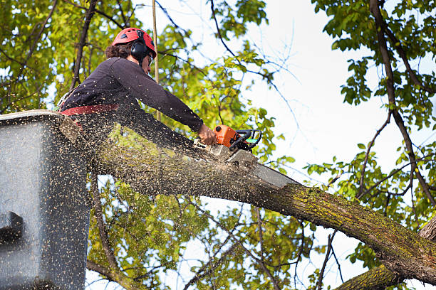 Best Tree Preservation Services  in Grayson, GA